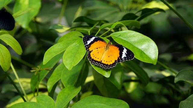 Kleiner Monarch Danaus chrysippus