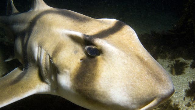 Port-Jackson-Stierkopfhai guckt in die Kamera