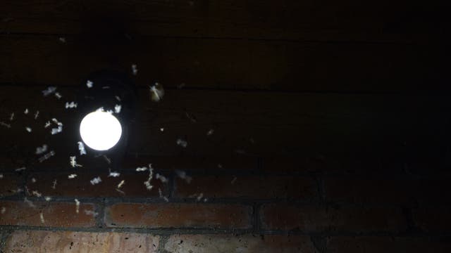 Insekten umschwirren ein Licht an einer Mauer