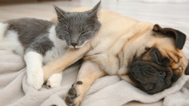 Eine Katze benutzt einen schlafenden Hund als Kissen