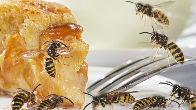 Mehrere Wespen an einem Stück Apfelkuchen. Aus ihrer Sicht sind wir bestimmt auch nur irgendwelche Viecher, die ihren Kuchen wegessen und aggressiv werden.