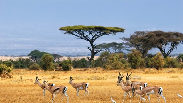 Wichtiges Huftier: Gazellen in Ostafrika