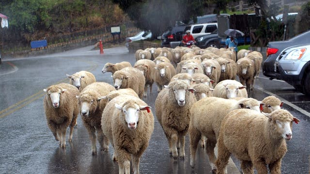 Schafe im Regen