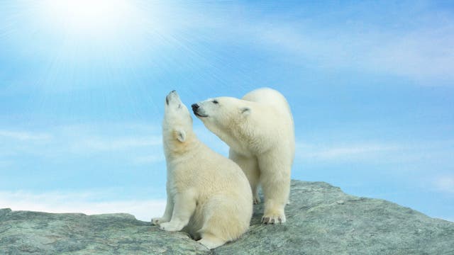 Zwei Eisbären sitzen auf Felsen und sonnen sich