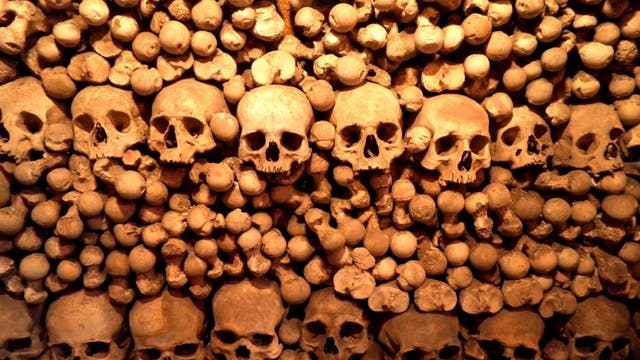 Eine Reihe Schädel in einem Stapel ordentlich sortierter menschlicher Knochen