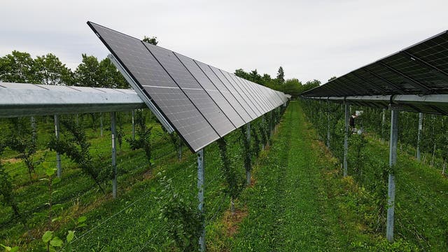 Reihen von Solarpaneelen in einigen Metern Höhe über einem Feld mit jungen Bäumen montiert. Die Paneele sind in einem Winkel montiert, um Sonnenlicht optimal einzufangen. Im Hintergrund sind Bäume zu sehen, die den Horizont säumen. 