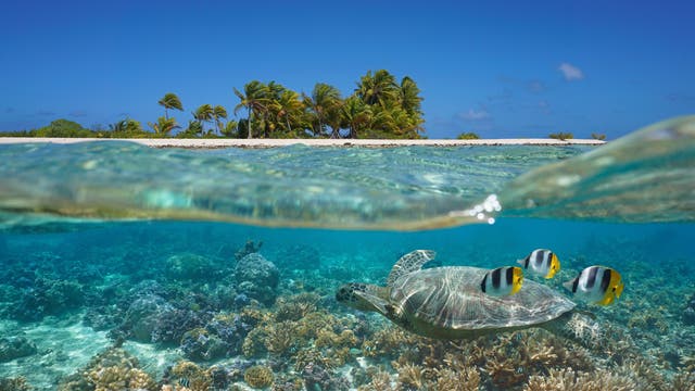 Korallenriffe wie hier in Französisch-Polynesien stellen einen mannigfaltigen Lebensraum für zahlreiche Organismen dar.