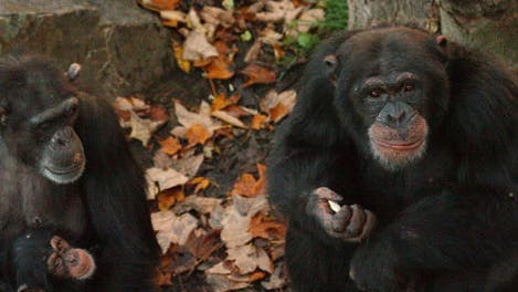 Schimpansen im Wolfgang-Köhler-Primatenforschungszentrum