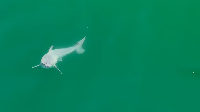 Bild eines Hais im grünen Meer.