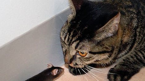 Manipulierte Maus beschnüffelt eine Katze