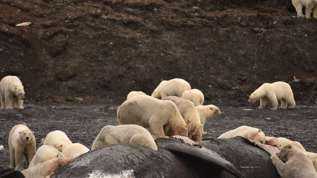 Eisbären fressen zu Dutzenden am Wal