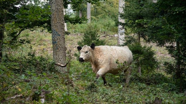 Galloway-Rind auf einer Waldweide bei Herrenberg