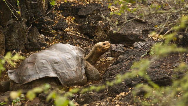 Lonesome George - der Letzte der Pinta-Riesenschildkröten