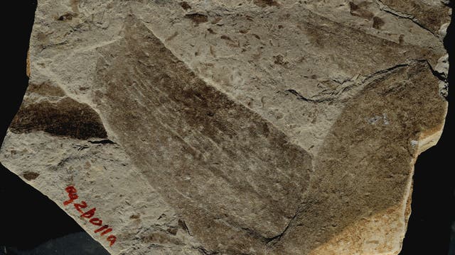 Der Ur-Seetang aus China ist 1,56 Milliarden Jahre alt