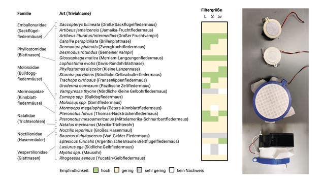 Tabelle Durch eDNA nachgewiesene Fledermausarten