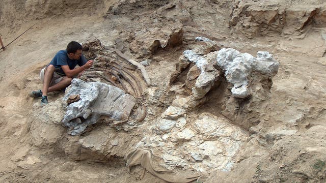 Ein Paläontologe sitzt in einer Grube in einer Fossilienlagerstätte und arbeitet an versteinerten Knochen. Sie sind teilweise freigelegt.