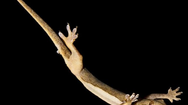 Gecko im freien Fall