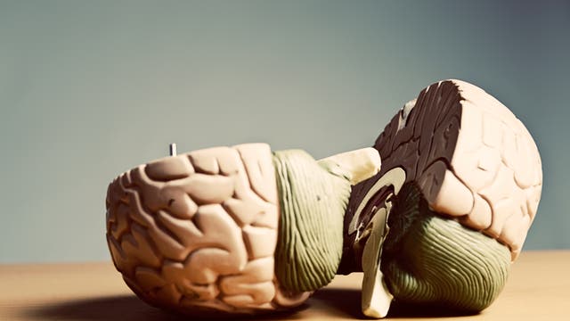 Ein Modell des menschlichen Gehirns