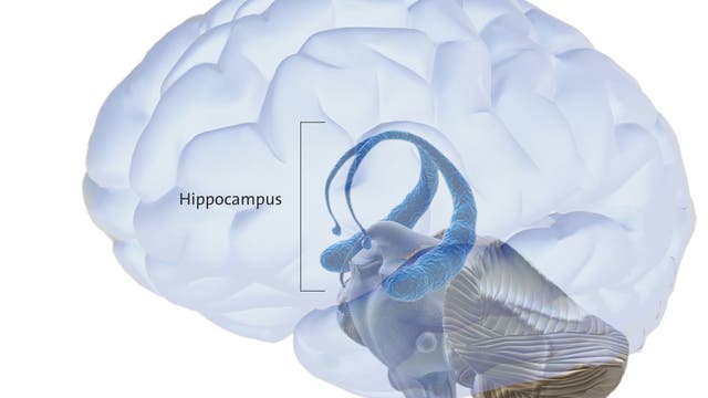 Der Hippocampus