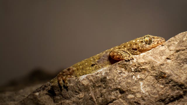Ein Gecko liegt auf einem Felsen und blickt nach vorne. Die Haut des Geckos ist braun und leicht gemustert, was ihm hilft, sich in die Umgebung einzufügen. Der Hintergrund ist unscharf, wodurch der Fokus auf das Tier gerichtet ist. 