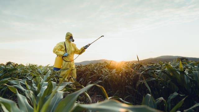 Person in Schutzanzug sprüht Pestizide auf Feld