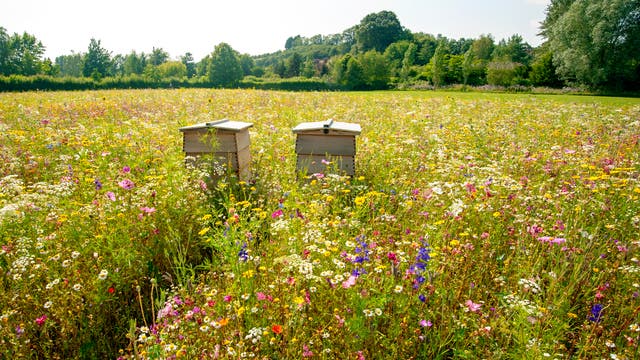 Zwei Bienenstöcke stehen inmitten einer blühenden Wildblumenwiese unter klarem Himmel. Die Wiese ist mit bunten Blumen wie Gänseblümchen, Kornblumen und Mohnblumen übersät. Im Hintergrund sind Bäume und ein bewaldeter Hügel zu sehen. Die Szene vermittelt einen Eindruck von natürlicher Schönheit und Biodiversität.