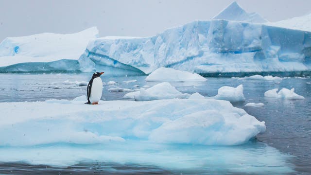 Einsamer Pinguin auf einer Eisscholle