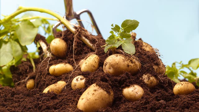 Eine Nahaufnahme von frisch geernteten Kartoffeln, die teilweise in dunkler Erde eingebettet sind. Im Hintergrund ist eine Gartenharke zu sehen, die in die Erde gesteckt ist. Einige grüne Blätter der Kartoffelpflanze ragen aus der Erde heraus. Der Himmel ist klar und blau.