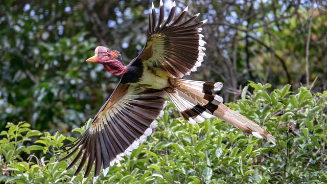 Ein childhornvogel fliegt über den Regenwald in Thailand. Der Vogel hat einen nackten, roten Kehlsack. Das restliche Gefieder ist schwarz weiß.