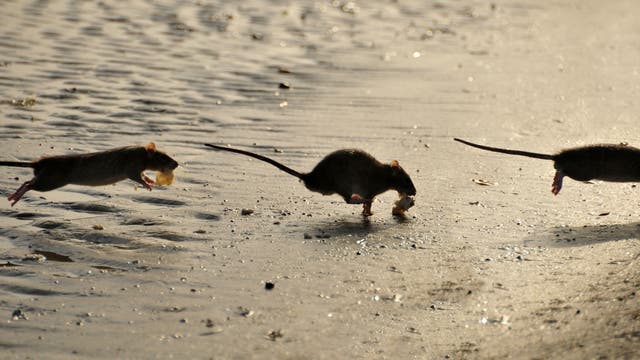 Drei Ratten laufen über einen sandigen Strand, jede mit einem kleinen Stück Nahrung im Maul. Die Sonne wirft lange Schatten auf den Boden, während die Ratten in einer Linie von links nach rechts huschen. Der Hintergrund zeigt sanfte Wellenmuster im Sand.