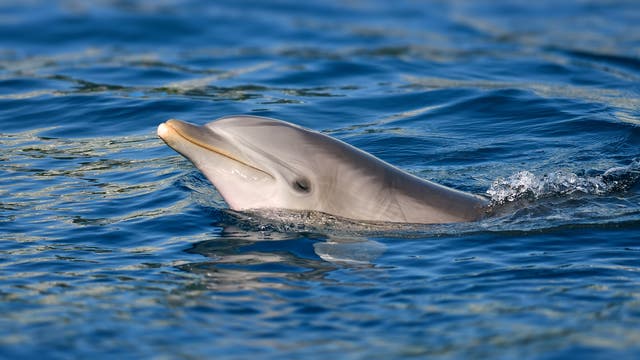 Großer Tümmler streckt Kopf aus dem Wasser