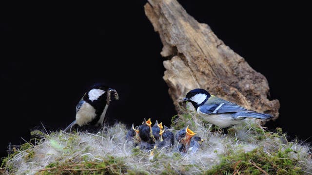 Zwei Kohlmeisen füttern ihre Küken in einem Nest aus Moos und Federn. Die Küken haben ihre Schnäbel weit geöffnet, während die Elternvögel jeweils ein Insekt im Schnabel halten. Im Hintergrund ist ein Stück Holz zu sehen. Die Szene spielt sich vor einem dunklen Hintergrund ab.