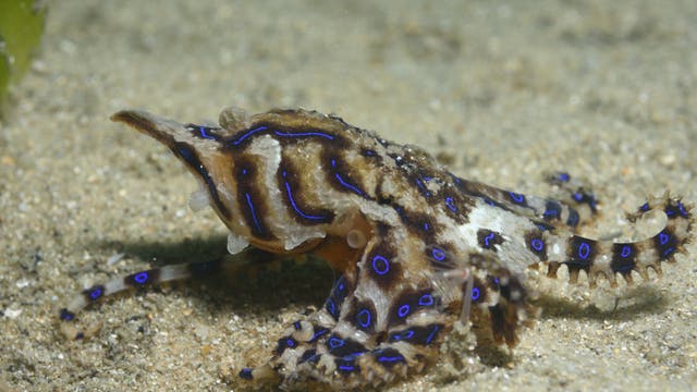 Ein Blaugestreifter Krake (Hapalochlaena fasciata) kriecht über den sandigen Meeresboden. Der Krake hat auffällige blaue Ringe und Streifen auf seinem braunen Körper, die als Warnsignal für seine Giftigkeit dienen. Im Hintergrund ist verschwommenes Seegras zu erkennen.