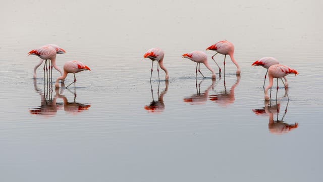 Sieben Flamingos stehen im flachen Wasser eines Sees. Einige von ihnen beugen sich nach unten, um im Wasser zu fressen, während andere aufrecht stehen. Ihre rosa und roten Federn spiegeln sich auf der Wasseroberfläche wider. 