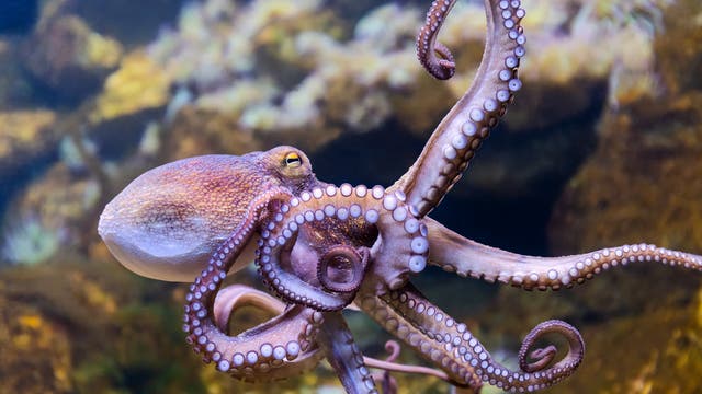 Schwimmender Oktopus im Meer vor einem Riff