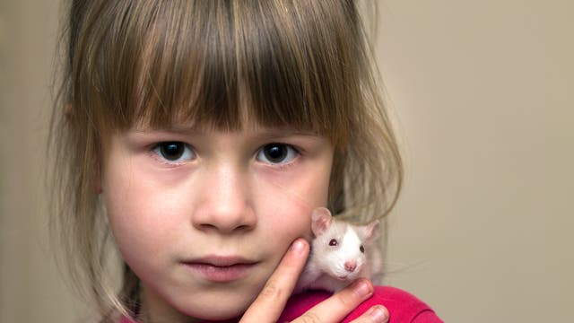 Ein kleines, braun-weiß-geschecktes Nagetier sitzt auf der Schulter eines Mädchens im roten Oberteil. Kind und Tier schauen in die Kamera.