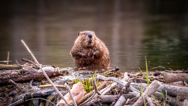 Ein Biber steht im Wasser vor einem Damm aus Ästen und Zweigen. Der Hintergrund zeigt einen ruhigen Fluss. Der Biber schaut direkt in die Kamera, seine Vorderpfoten sind leicht angehoben. Die Szene vermittelt einen natürlichen Lebensraum.
