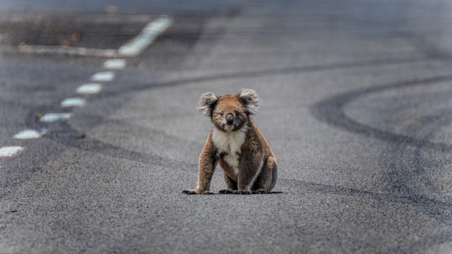 Ein Koala sitzt verloren auf einer Straße und schaut in die Kamera. Auf der Straße sind verschiedene Bremsspuren erkennbar.