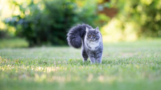 Katze mit gerolltem Schwanz in der Natur