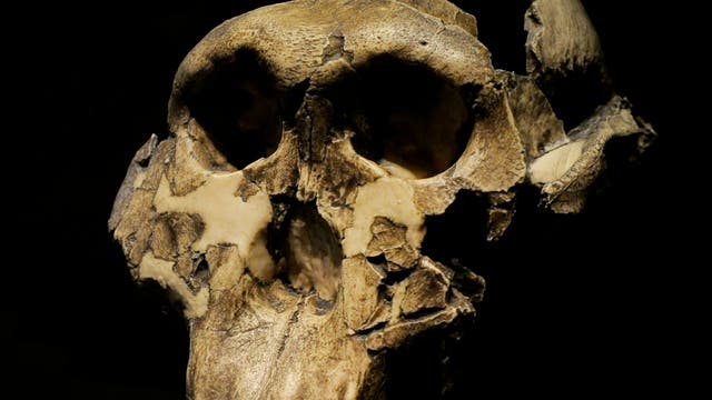 Ein fossiler Schädel eines frühen menschlichen Vorfahren, der in einem dunklen Hintergrund präsentiert wird. Der Schädel zeigt deutliche Abnutzungs- und Bruchstellen, die die Struktur und Form der Knochen hervorheben. Die Augenhöhlen und der Kieferbereich sind gut sichtbar, was auf die anatomischen Merkmale dieser Spezies hinweist.