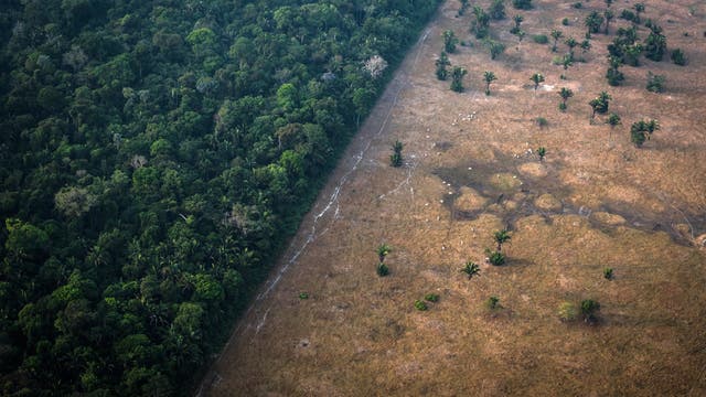 Luftaufnahme eines Regenwaldes in Porto Velho, Brasilien, der abrupt in eine gerodete, trockene Fläche übergeht. Links ist dichter, grüner Wald zu sehen, während rechts eine braune, karge Landschaft mit vereinzelten Bäumen und Sträuchern dominiert. Die klare Trennlinie zwischen den beiden Bereichen verdeutlicht den Kontrast zwischen unberührter Natur und menschlichem Eingriff.
