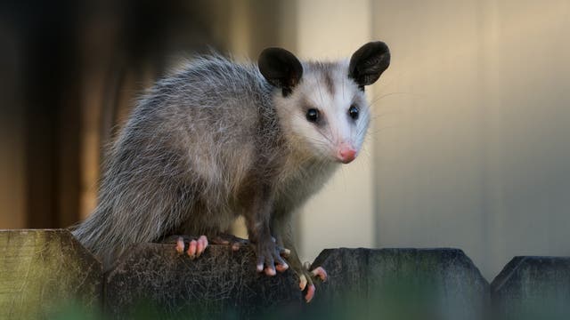 Ein Opossum mit grauem Fell und weißem Gesicht sitzt auf einem Holzzaun. Ohren und Augen sind schwarz, die Nasenspitze und Zehen sind rosa, der Hintergrund ist unscharf