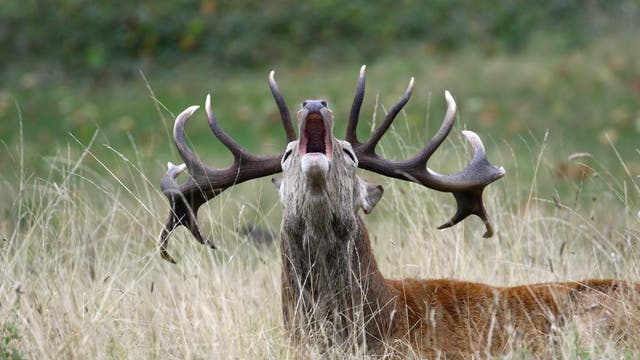 Ein Hirsch mit beeindruckendem Geweih liegt im hohen Gras und ruft. Der Hintergrund ist unscharf und zeigt eine grüne, natürliche Umgebung. Der Hirsch ist in einer dynamischen Pose, die seine Präsenz in der Wildnis betont.