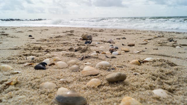 Muscheln und Steine liegen verstreut auf einem sandigen Strand, während im Hintergrund Wellen an die Küste schlagen. Der Himmel ist bewölkt, was eine ruhige und natürliche Atmosphäre schafft.