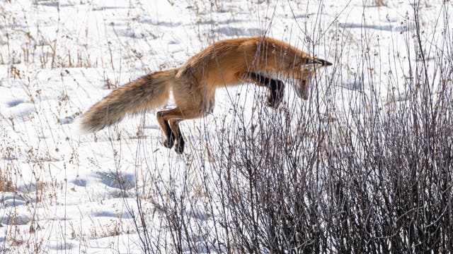 Rotfuchs springt aus dem Stand in die Luft. Auf dem Boden liegt Schnee.