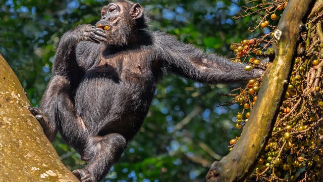 Ein Schimpanse sitzt auf einem Baum und greift nach Früchten, die an einem Ast hängen. Der Schimpanse hält eine Frucht in der Hand und scheint sie zu essen. Im Hintergrund sind grüne Blätter zu sehen, die eine dichte Waldumgebung andeuten.