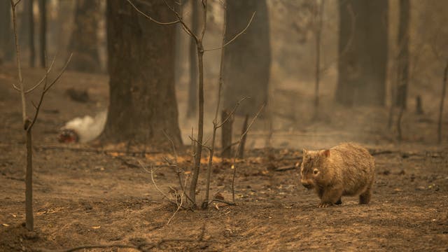 Wombat marschiert durch verbranntes Waldgebiet