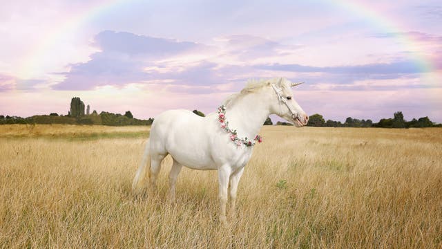 Ein Einhorn auf einer Wiese mit einem Regenbogen