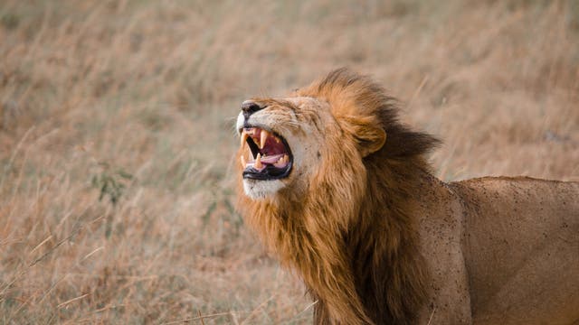 Ein Löwe mit einer prächtigen Mähne steht in einer trockenen Graslandschaft und brüllt. Sein Maul ist weit geöffnet, und die Zähne sind sichtbar. Die Umgebung ist von trockenem, gelblich-braunem Gras geprägt.