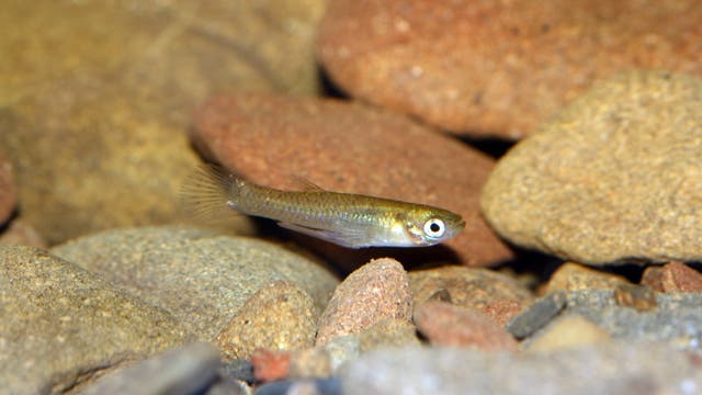 Ein kleiner Fisch schwimmt zwischen glatten, runden Steinen in einem Flussbett. Der Fisch hat einen schlanken, silbrigen Körper und große Augen. Die Steine variieren in Größe und Farbe von Grau bis Rotbraun und bilden einen natürlichen Hintergrund.